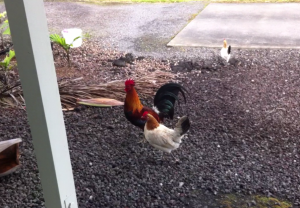 This Hilo Rooster Won't Let You Sleep In